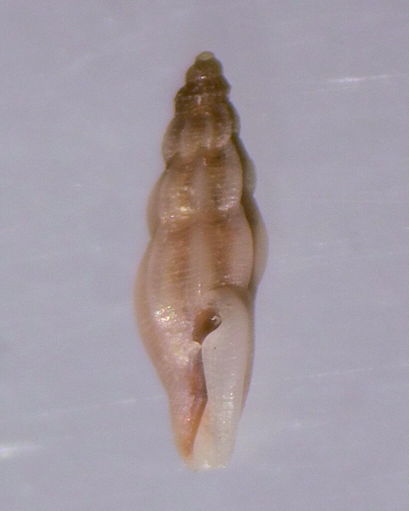 Ithycythara penelope