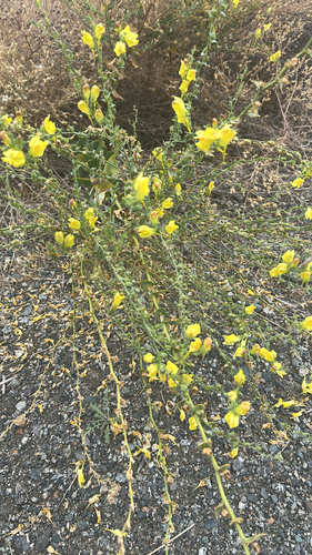 Balkan toadflax