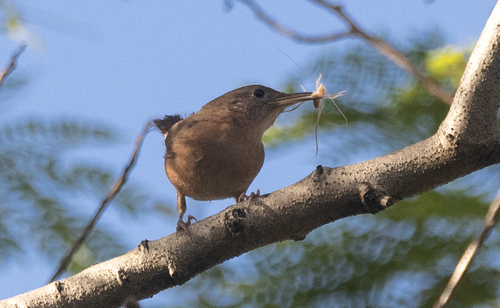 Southern House Wren