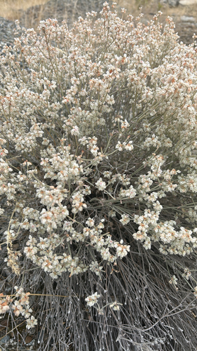 Snow Buckwheat