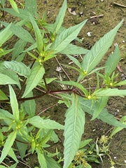 Bidens connata, photograph (c) Sandy Wolkenberg, some rights reserved (CC BY)