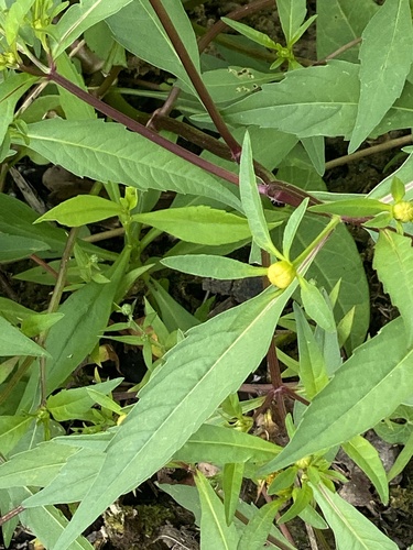 Bidens connata, photograph 4