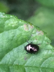 Oomorphoides cupreatus