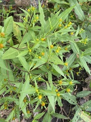 Bidens connata, photograph (c) Sandy Wolkenberg, some rights reserved (CC BY)