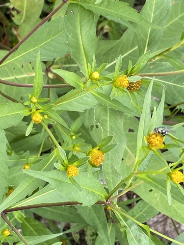 Bidens connata, photograph 1