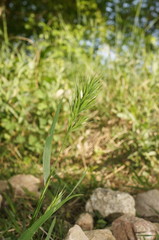 Bromus scoparius