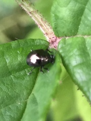 Oomorphoides cupreatus