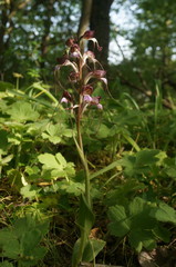 Himantoglossum comperianum