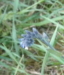 Myosotis ramosissima