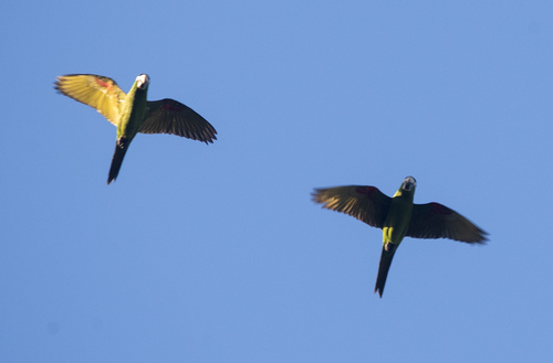 Red-shouldered Macaw