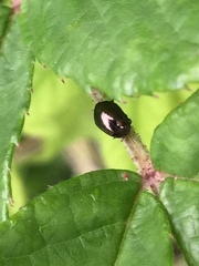 Oomorphoides cupreatus