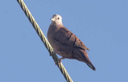 Columbina talpacoti talpacoti