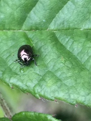 Oomorphoides cupreatus