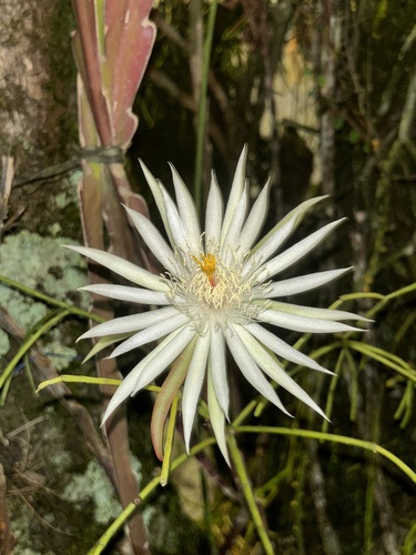 Epiphyllum phyllanthus