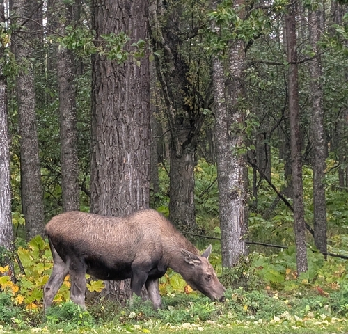 Moose observed by scilenti