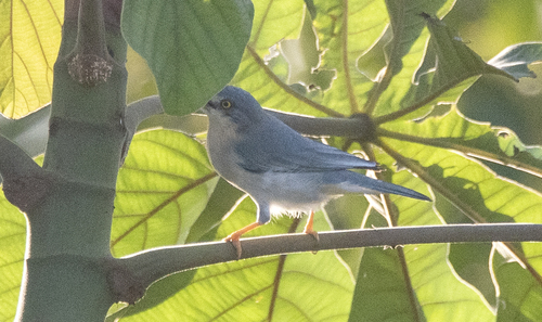 Hooded Tanager