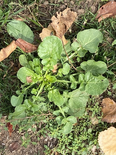 Barbarea vulgaris, photograph 1