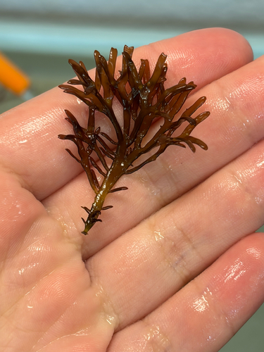 Mazzaella affinis observed 2026-09-15