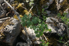Heracleum ligusticifolium