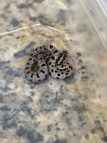 Pygmy Rattlesnake