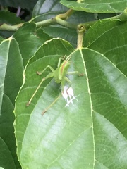 Tettigonia orientalis