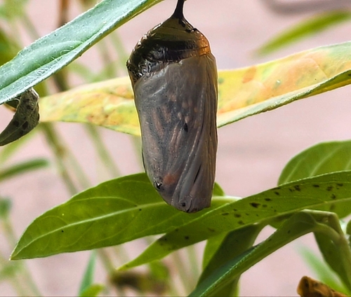 Monarch