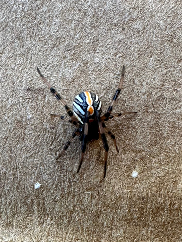 Southern Black Widow
