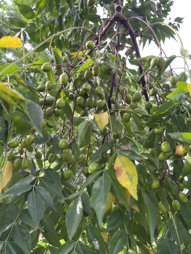 Chinaberry