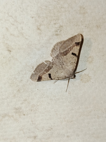 Itame vincularia