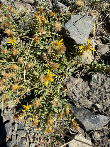Ericameria suffruticosa