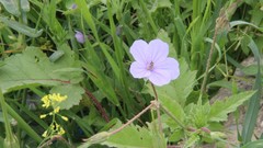 Erodium gruinum