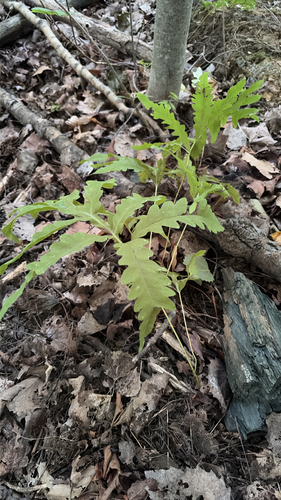 sensitive fern