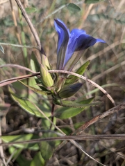 Gentiana puberulenta, photograph (c) Bria Abeles-Allison, some rights reserved (CC BY)