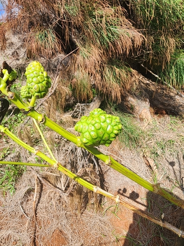 Morinda citrifolia observed 2026-09-15