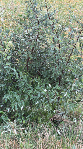 autumn olive