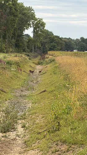 White-tailed Deer