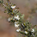 Scaevola spinescens - Photo (c) Kym Nicolson, alguns direitos reservados (CC BY), uploaded by Kym Nicolson