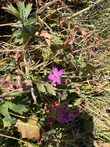 Geranium viscosissimum