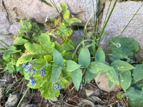 Mertensia ciliata, photograph 1