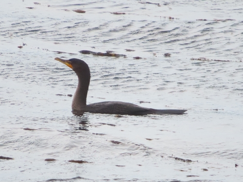 Double-crested Cormorant