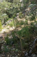 Heracleum ligusticifolium