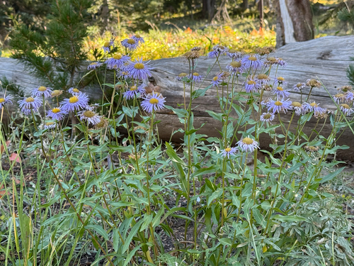 Erigeron speciosus, 2026-09-15