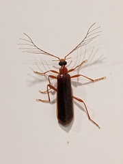 Dendroides ephemeroides