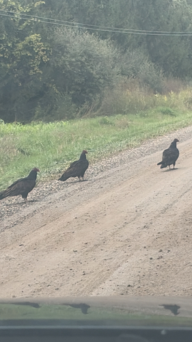 Turkey Vulture