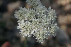 Heracleum ligusticifolium