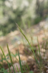 Festuca ambigua