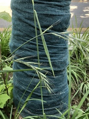 Elymus dahuricus