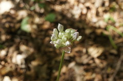 Allium decipiens quercetorum