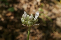 Allium decipiens quercetorum