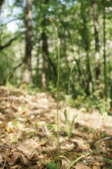 Allium decipiens quercetorum